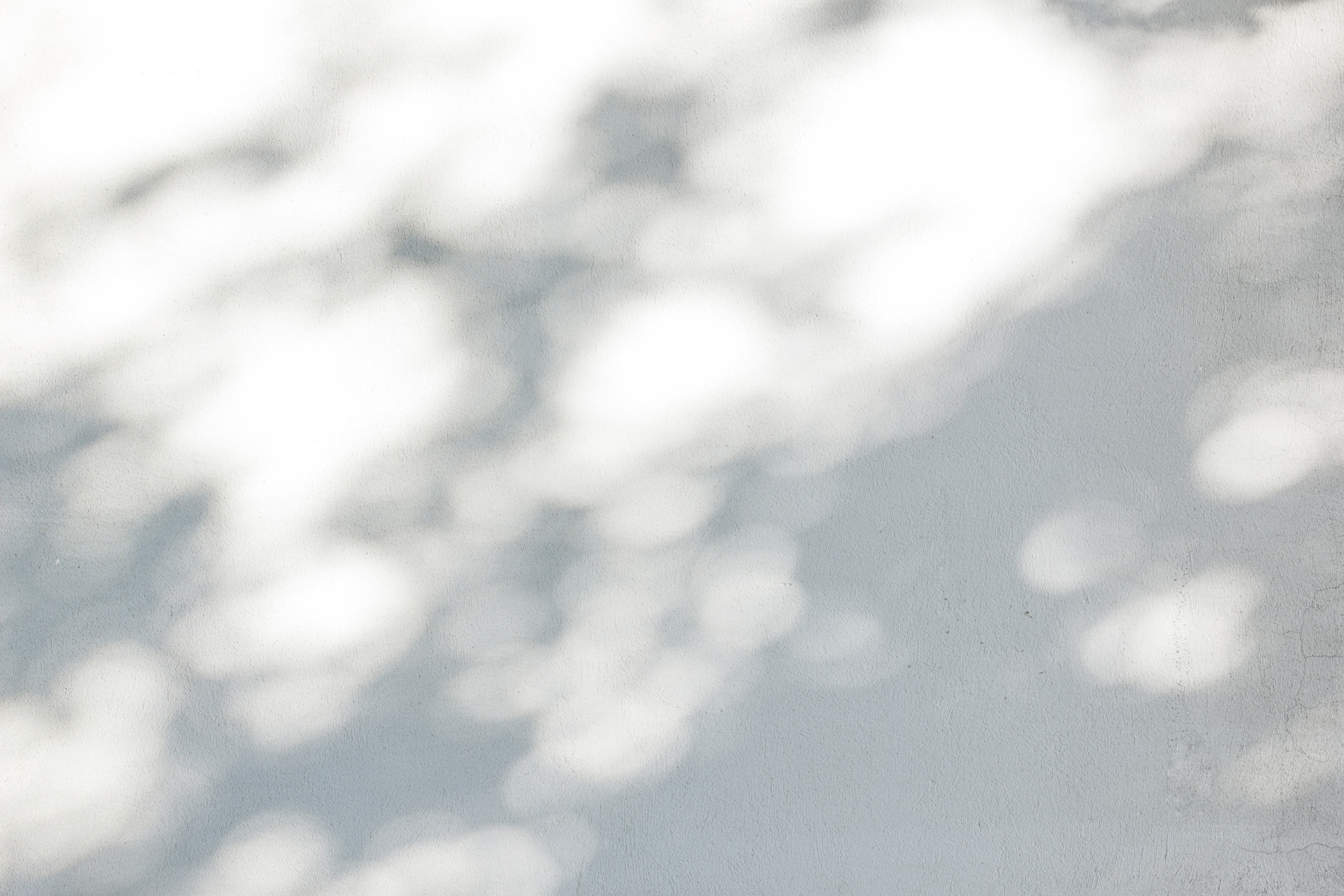 Shadow Of Leaves Reflected On The White Wall